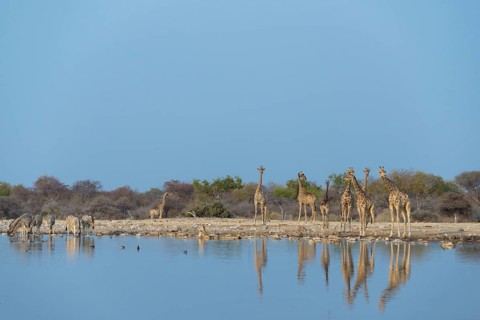 Giraffes (Giraffa camelopardis) Klein Namutoni waterhole