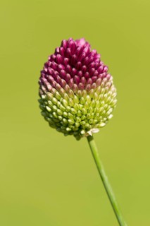 Round-headed leek (Allium sphaerocephalum)