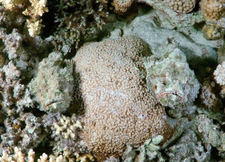 False stonefish (Scorpaenopsis diabolus)