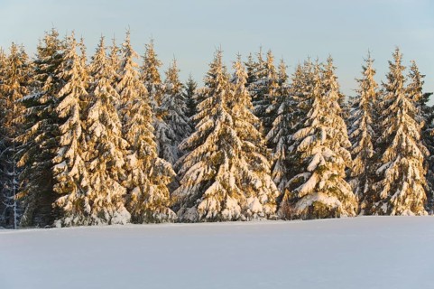 Norway spruce (Picea abies) covered with snow in the evening light