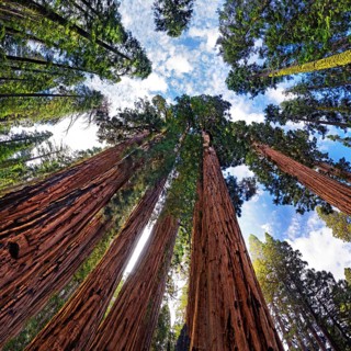 Giant sequoia trees (Sequoiadendron giganteum)