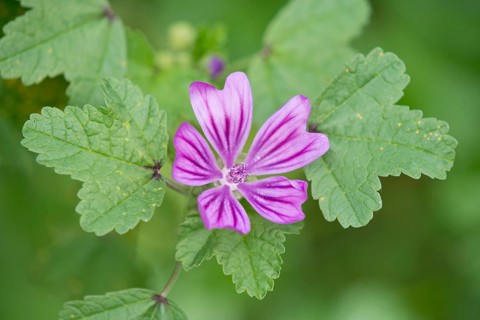 Common Mallow (Malva sylvestris)