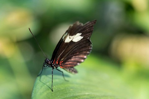 Cydno Longwing (Heliconius cydno)
