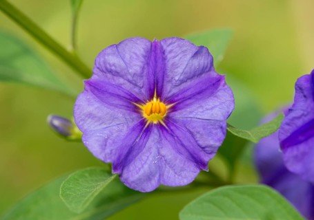 Blue Potato Bush (Lycianthes rantonnetii)