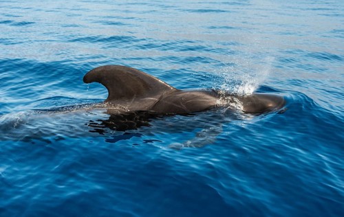 Pilot Whale (Globicephala) emerging from water