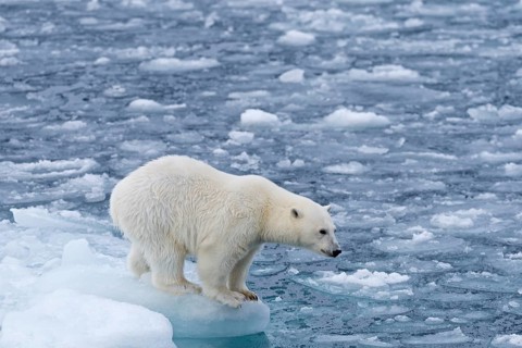 Polar bear (Ursus maritimus) standing on the edge of an ice floe