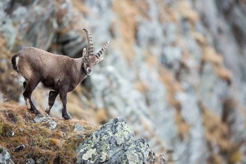 Alpine Ibex (Capra ibex)