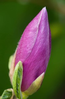 Magnolia (Magnolia)
