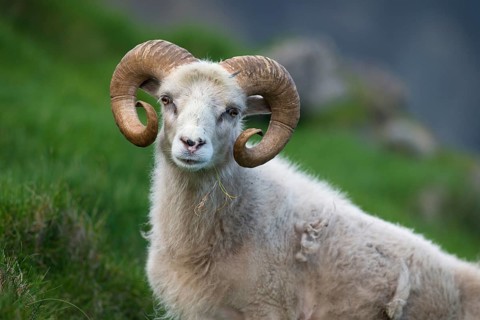 Ram