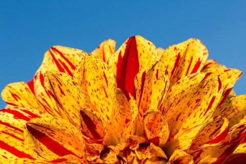 Dahlia (Dahlia sp.)
