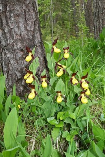 Yellow Lady's Slipper (Cypripedium calceolus)