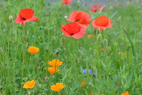 Corn Poppies (Papaver rhoeas) and California Poppies (Eschscholzia californica)