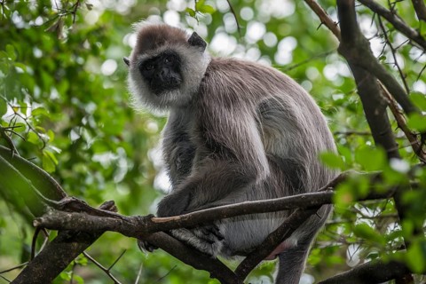 Northern Plains Gray Langur (Semnopithecus entellus)