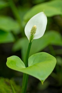 Bog Arum (Calla palustris)