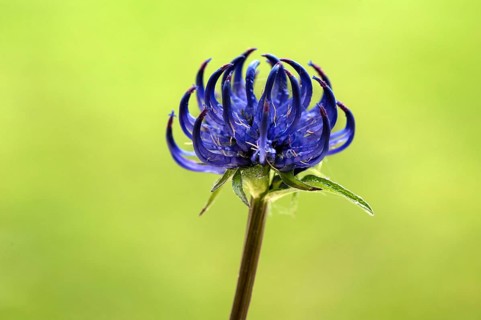 Round-headed Rampion (Phyteuma orbiculare)