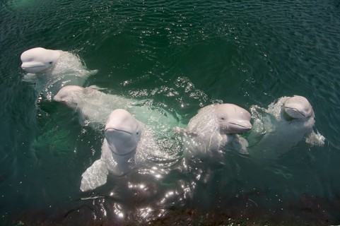 A school of Beluga Whales or White Whales (Delphinapterus leucas)
