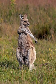 Eastern Grey Kangaroo (Macropus giganteus)