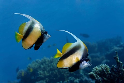 Red Sea Bannerfish (Heniochus intermedius) at a coral reef