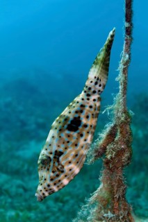 Scrawled Filefish (Aluterus scriptus) at a rope