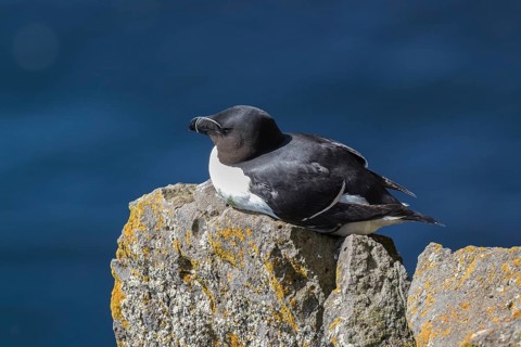 Razorbill (Alca torda) sits on rocks