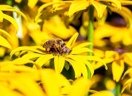 Honey bee (Apis mellifera) sits on yellow flower