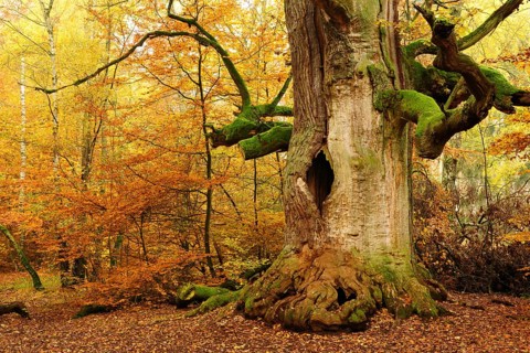 Kamineiche in autumn