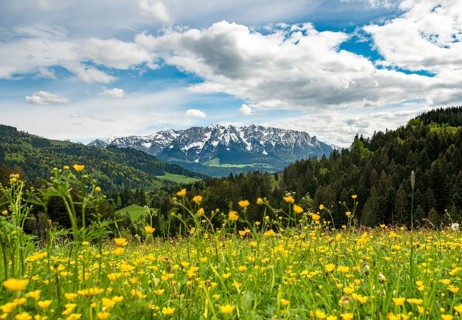 Yellow flower meadow in front of mountain panorama with mountain range Zahmer Kaiser