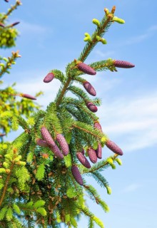 Norway spruce (Picea abies)