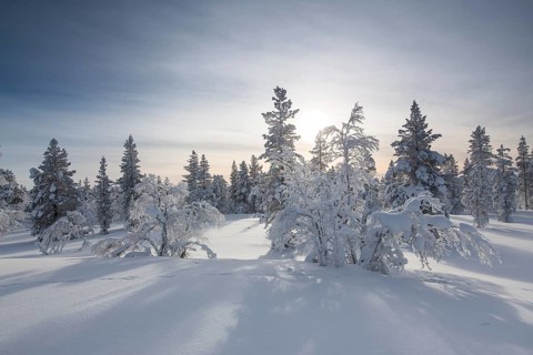Snowy fir forest