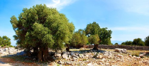 Ancient Olive trees (Olea europaea)