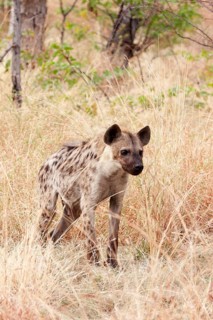 Spotted Hyena (Crocuta crocuta)