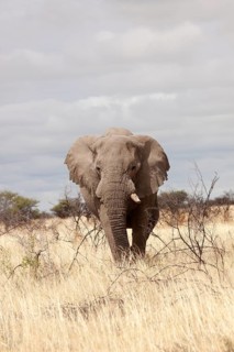 African Elephant (Loxodonta africana)