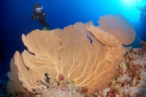 Scuba diver looking at a Venus Fan (Gorgonia flabellum)