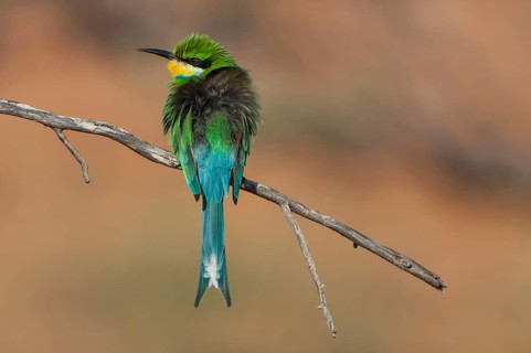 Swallow-tailed Bee-eater (Merops hirundineus)
