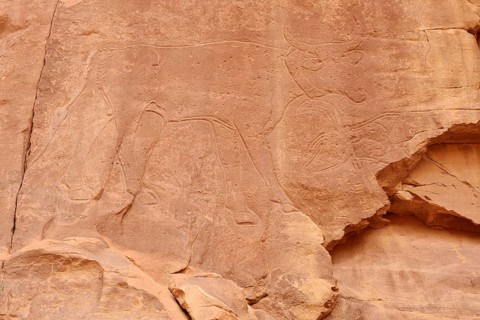 Rock engraving of a cow