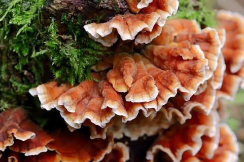 Bleeding Oak Crust (Stereum gausapatum)