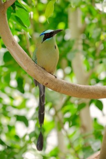 Blue-crowned Motmot (Momotus coeruliceps)