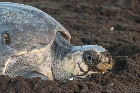 Olive Ridley Sea Turtle (Lepidochelys olivacea) during oviposition