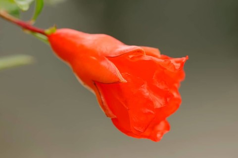 Dwarf Pomegranate (Punica granatum nana var)