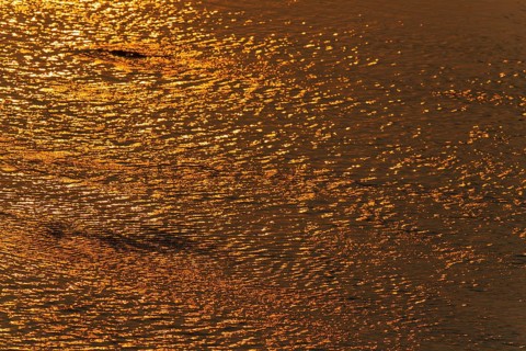 Reflections of the setting sun in the Olifants River