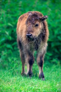 American Bison or American Buffalo (Bison bison)