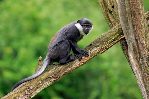 L'Hoest's Monkey (Cercopithecus lhoesti)