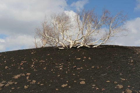 Etna Birch (Betula aetnensis)
