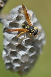 European Paper Wasp (Polistes dominula) on a wasp nest