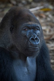 Western Lowland Gorilla (Gorilla gorilla gorilla) in reintroduction enclosure