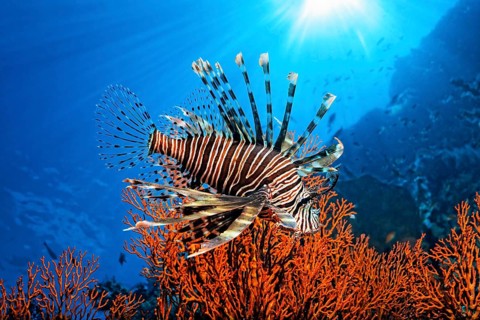 Pacific Red Lionfish (Pterois volitans)