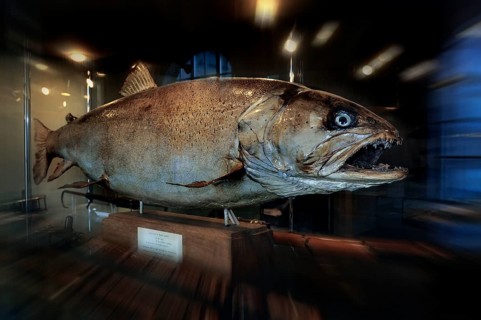 Stuffed Huchen (Hucho hucho)