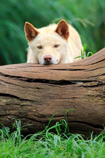 Dingo (Canis familiaris dingo)
