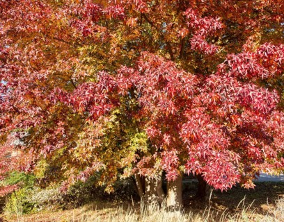 American sweetgum (Liquidambar styraciflua)
