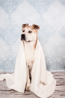 Akita or Akita Inu mix